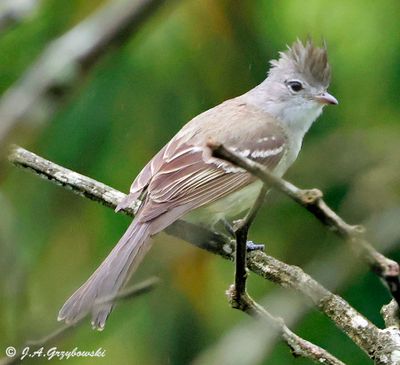 Yellow-bellied Elaenia