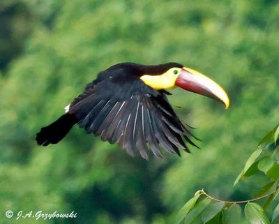 Yellow-throated Toucan