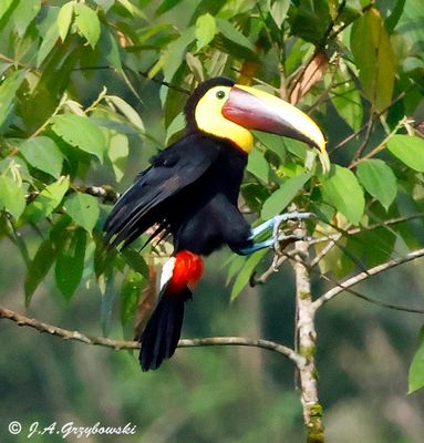 Yellow-throated Toucan