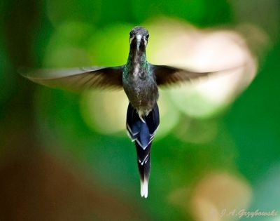 White-whiskered Hermit