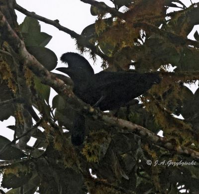 Long-wattled Umbrellabird