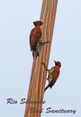 Cinnamon Woodpeckers at Rio Silanche