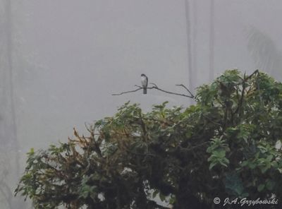 Pale-bellied (Sharp-shinned) Hawk