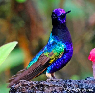 Velvet Purple Coronet