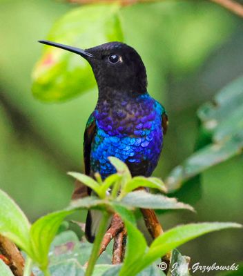 Velvet-purple Coronet
