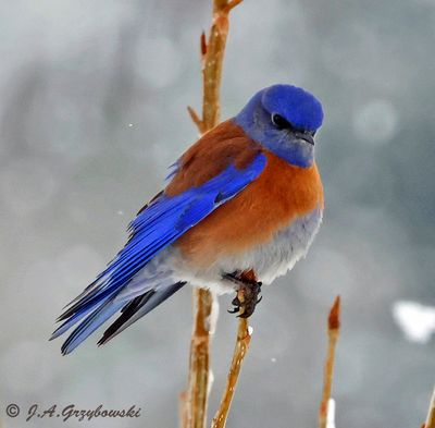 Passerines (songbirds)