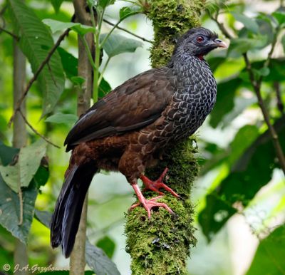 Andean Guan