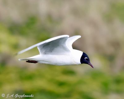 Andean Gull