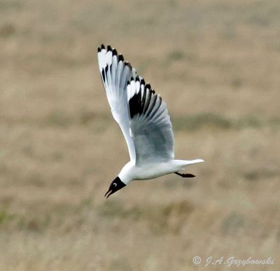 Andean Gull