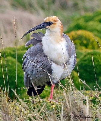 Andean Ibis