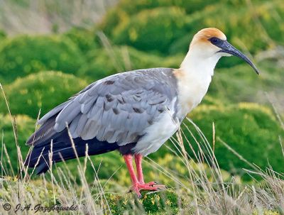 Andean Ibis