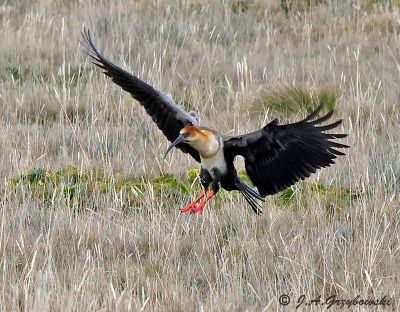 Andean Ibis