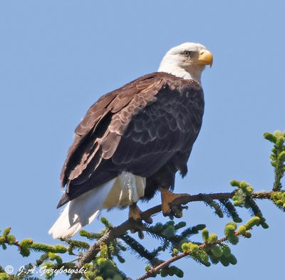 Bald Eagle