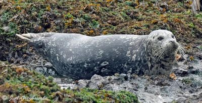 Harbor Seal (Phoca vitulina)