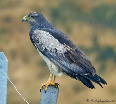 Black-chested Buzzard Eagle