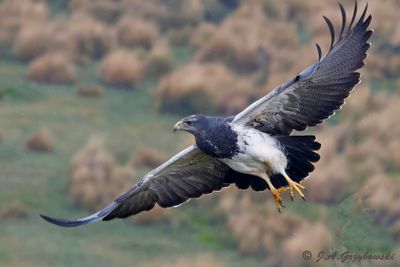 Black-chested Buzzard Eagle