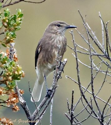 Black-billed Shrike-Tyrant.