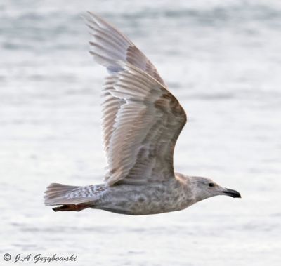 Olympic Gull (Glaucous-winged x Western Gull)