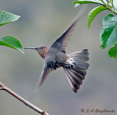 Giant Hummingbird (High Andes, Ecuador)