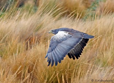 Black-chested Buzzard Eagle