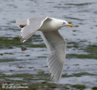 Olympic (Glaucous-winged x Western) Gull