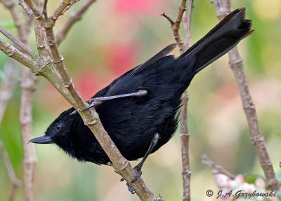 Black Flowerpiercer