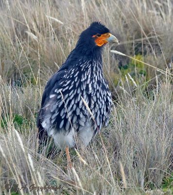 Carunculated Caracara