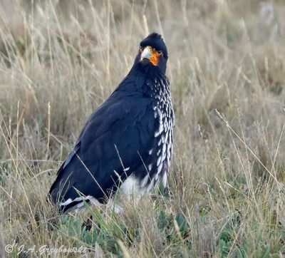 Carunculated Caracara