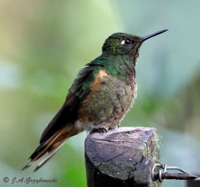 Buff-tailed Coronet