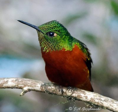 Chestnut-breasted Coronet