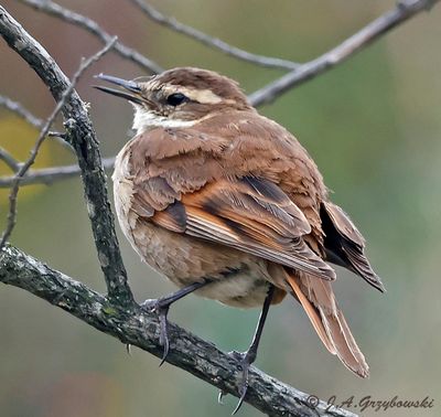 Chestnut-winged Cinclodes