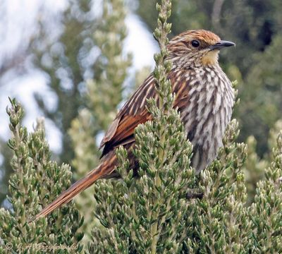 Many-striped Canastero