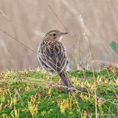Paramo Pipit