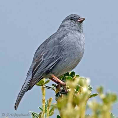 Plumbeous Sierra Finch