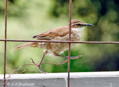 Stout-billed Cinclodes