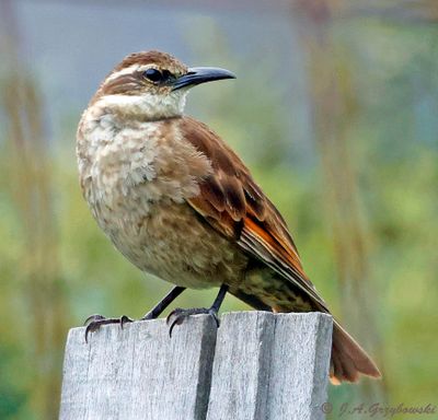 Stout-billed Cinclodes