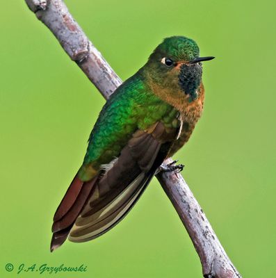 Tyrian Metaltail