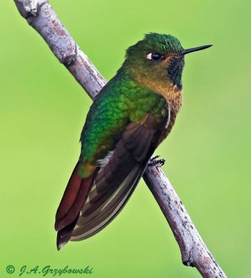 Tyrian Metaltail