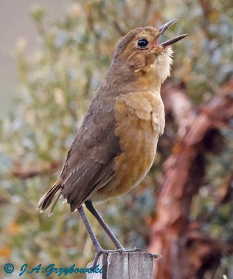 Tawny Antpitta