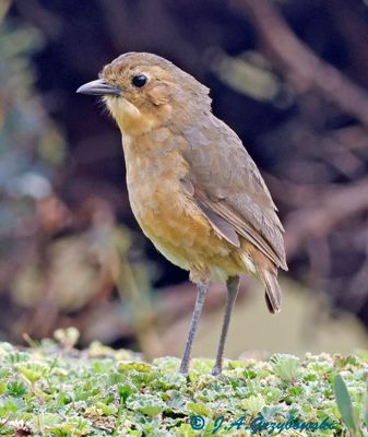 Tawny Antpitta