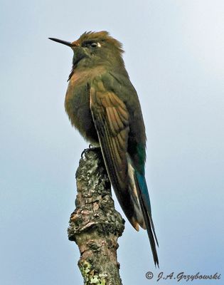Blue-mantled Thornbill