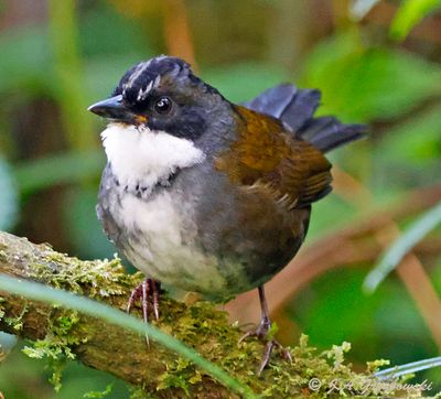 Gray-browed Brushfinch