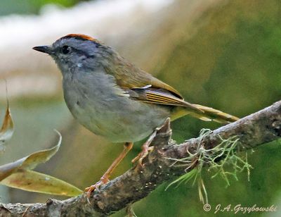 Russet-crowned Warbler