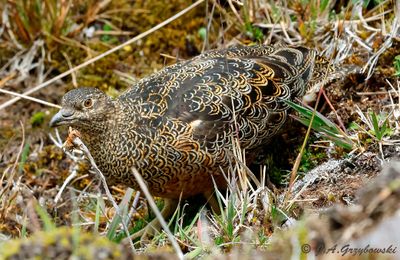 Rufous-bellied Seedsnipe (Ecuador)
