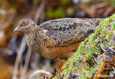 Seedsnipes