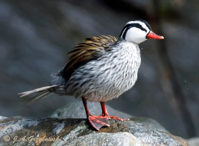 Torrent Duck