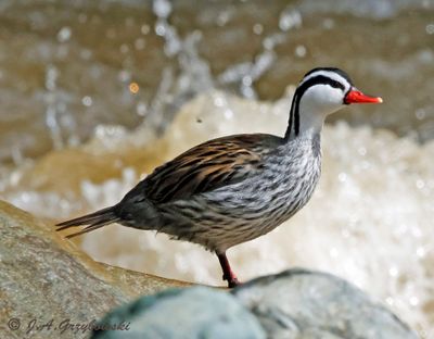 Torrent Duck