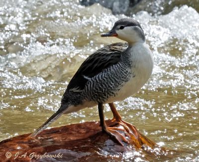 Torrent Duck