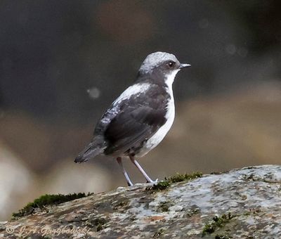 White-capped Dipper