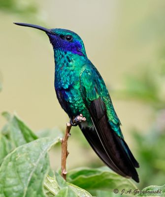 Sparkling Violetear